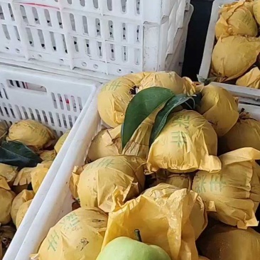 【精品】安徽翠玉梨，翠冠梨，大量上市，代发全国，诚信第一