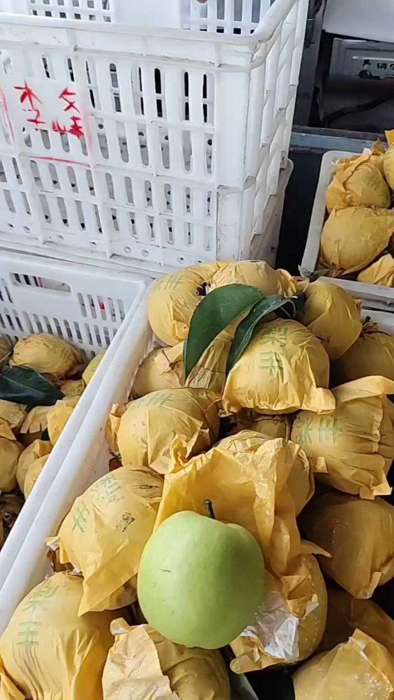 【精品】安徽翠玉梨，翠冠梨，大量上市，代发全国，诚信第一