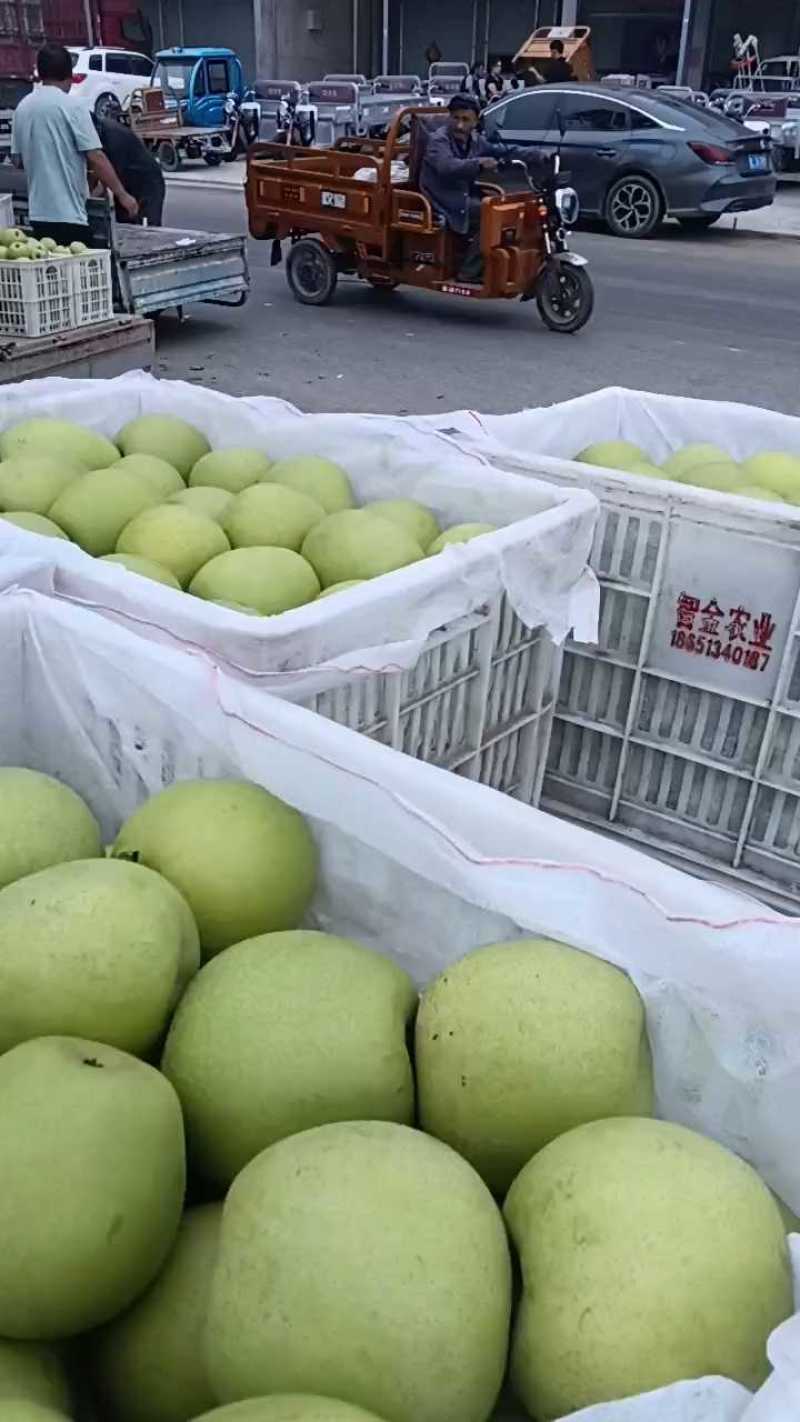 黄冠梨大量有现货，保质保量代发代办，