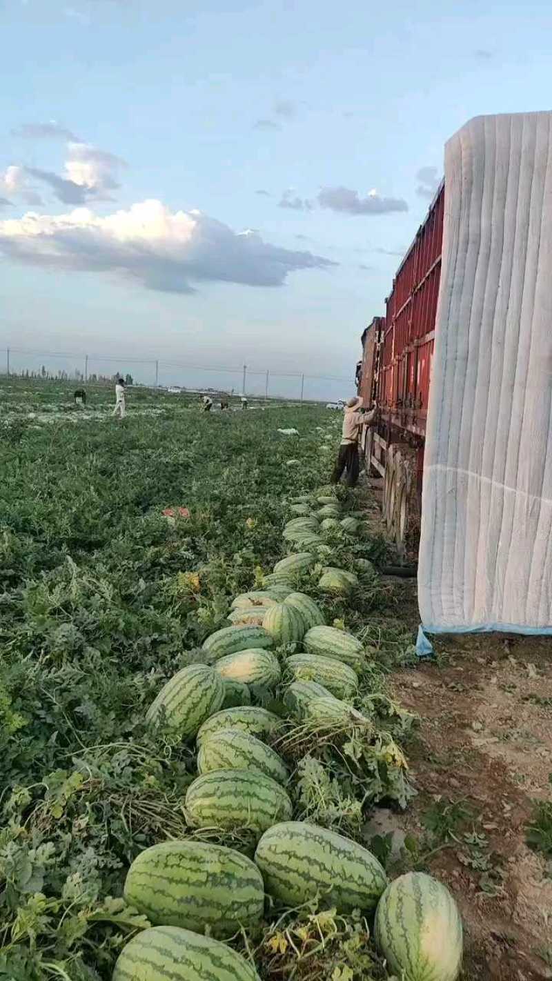 新疆昌吉精品甜王西瓜产地直发量大从优货源充足