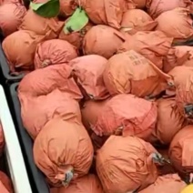 精品圆黄梨，晚秋梨金果梨丰水梨，保质保量大量供应！