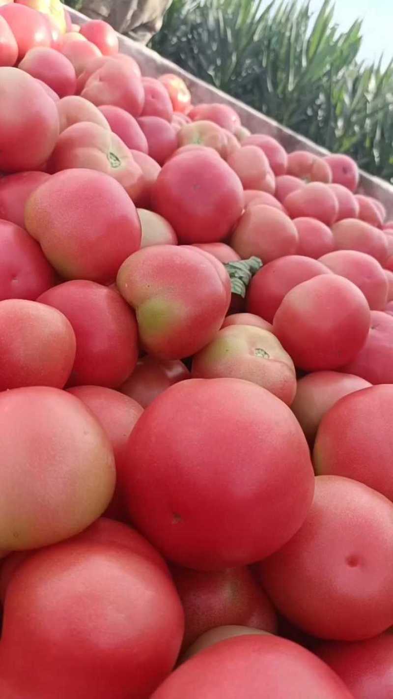 西红柿吉林西红柿东北西红柿硬粉西红柿品质保证价优
