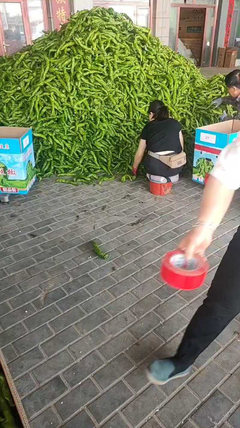 陇椒螺丝椒万亩基地，全国基地直供龚垒直发各种辣椒