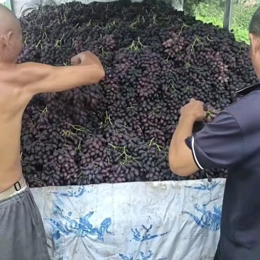 幺七一大车大葡萄，多好！