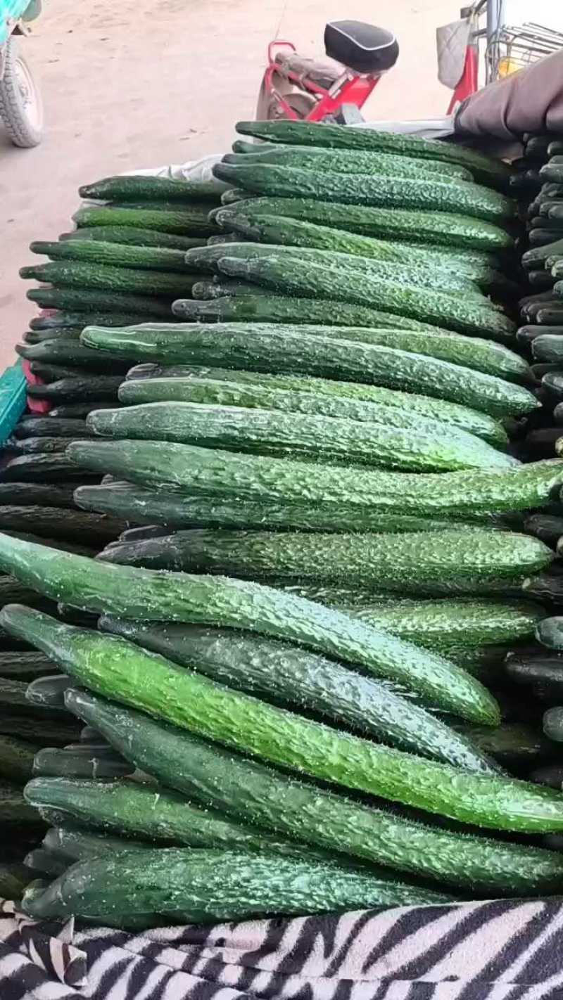 精品密刺黄瓜产地直发品质保证现摘现发干花带刺可视频看货