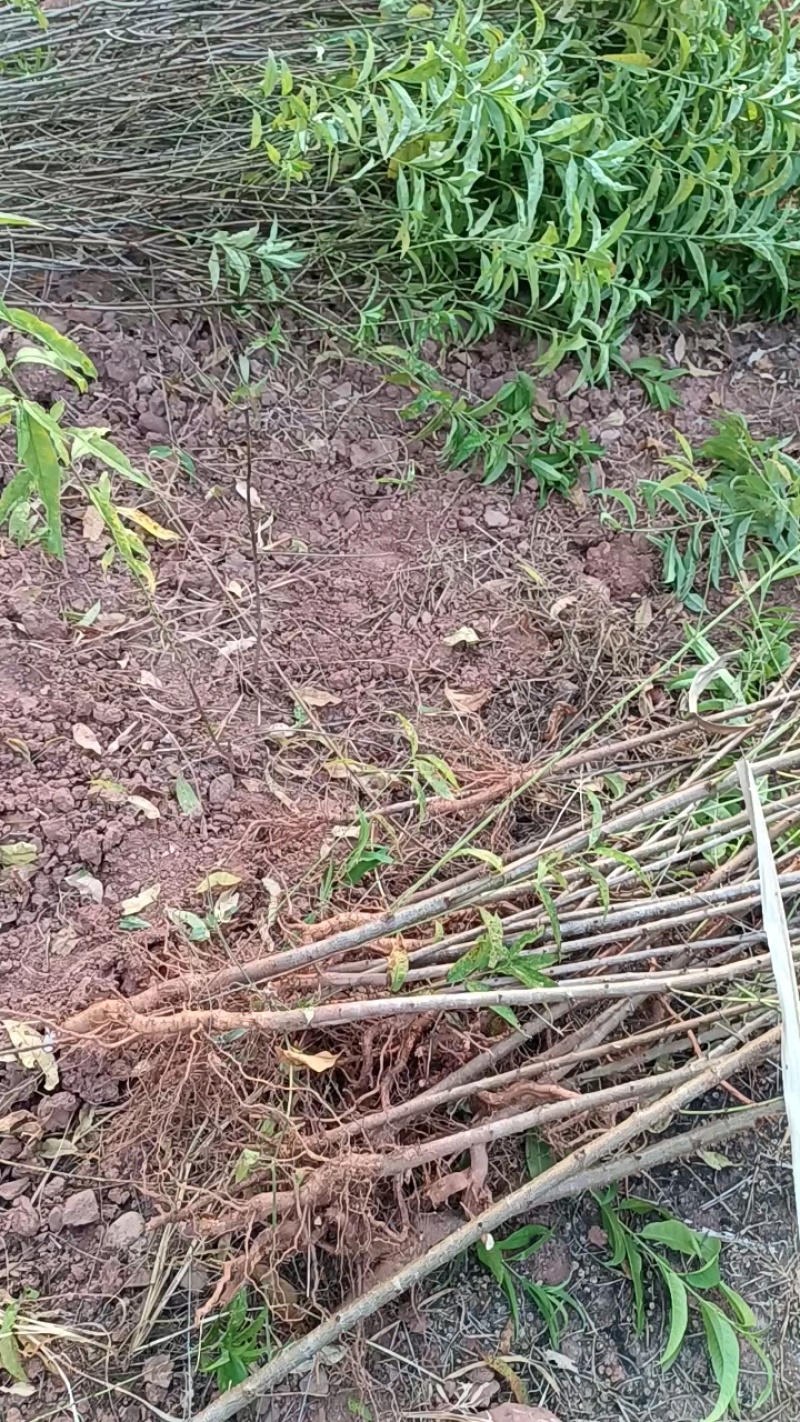 四川毛桃苗，放心苗，包成活，欢迎基地考察免费提供技术指导