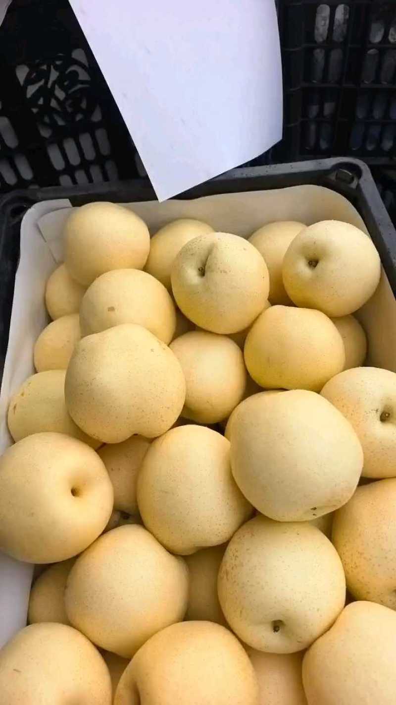 白皇冠梨口感细腻果面干净产地代发一手货源