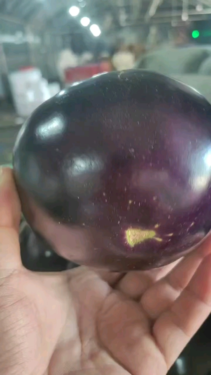 聊城紫光圆茄，产地现货速发，产品保质保量欢迎选购