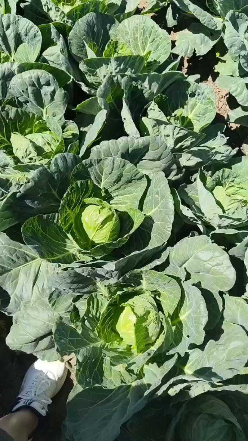 《中甘甘蓝》河北甘蓝/沽源圆包菜/河北包菜/量大便宜