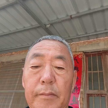 法国皇后芹菜苗