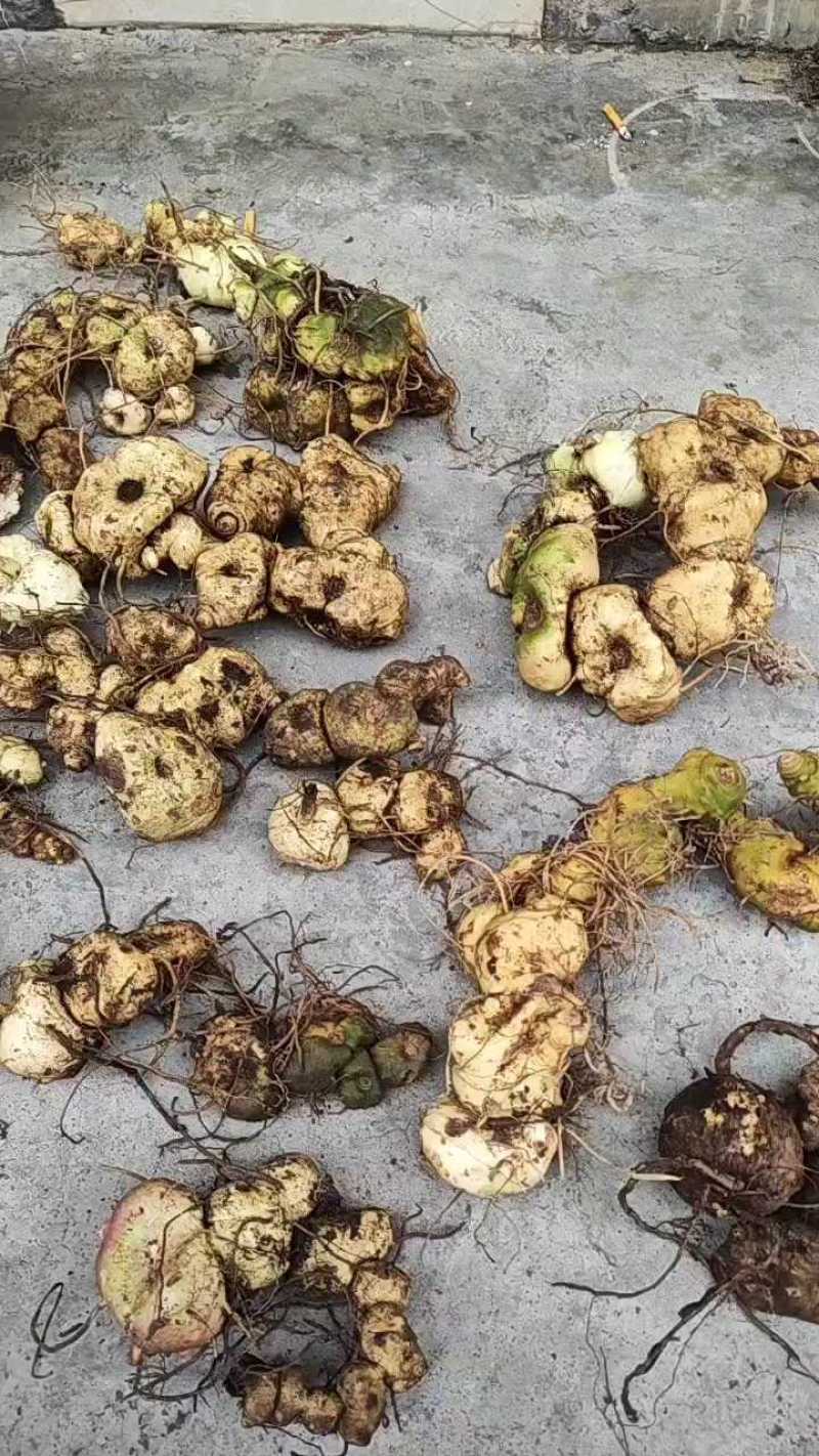 贵州大山里的黄精