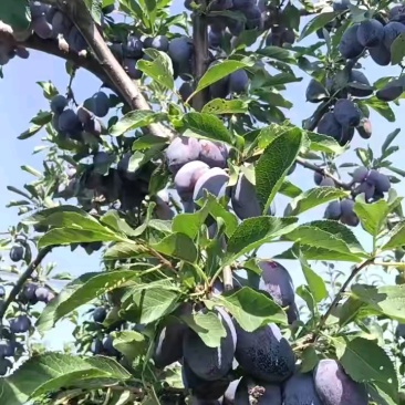 【热卖】陕西蓝西梅大量有货，口感好，耐运输，需要的电话联系