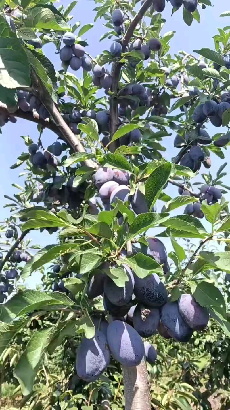 【热卖】陕西蓝西梅大量有货，口感好，耐运输，需要的电话联系