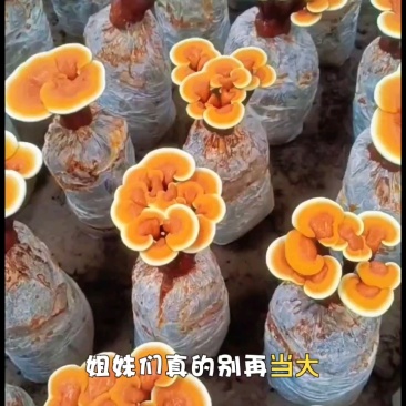 灵芝活体灵芝花