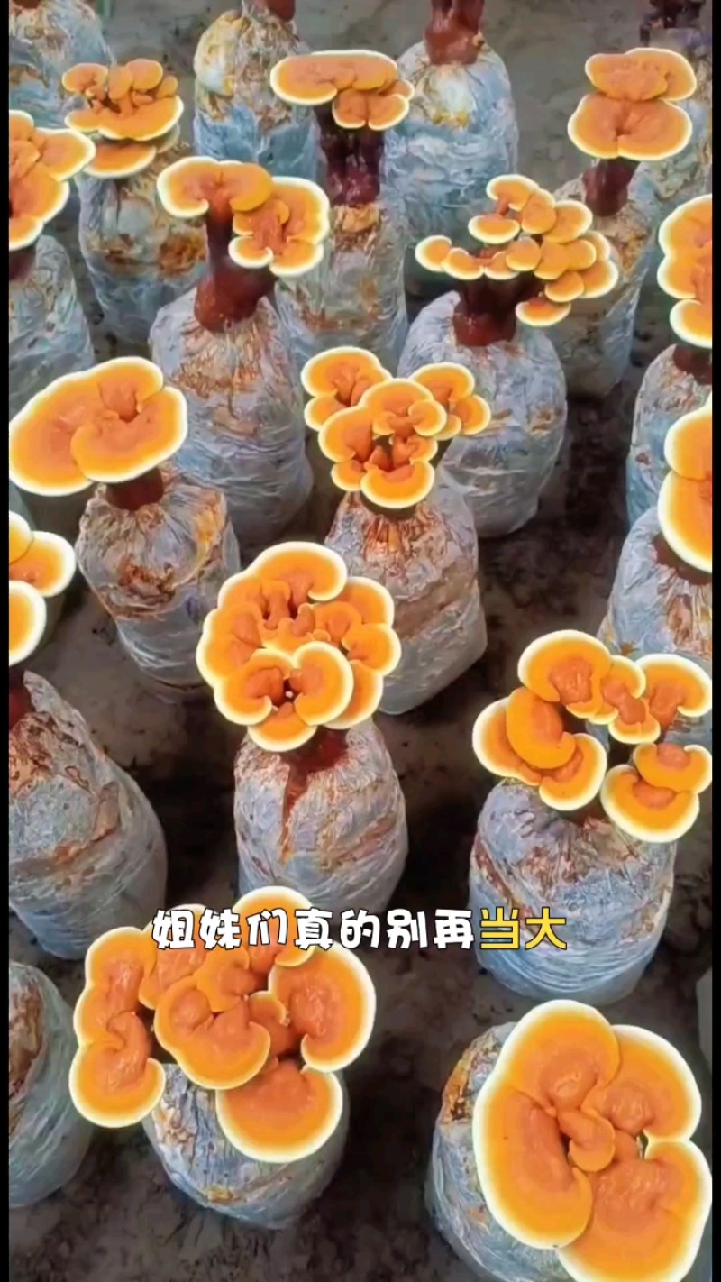 灵芝活体灵芝花