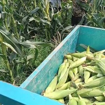 甜糯玉米6两以上