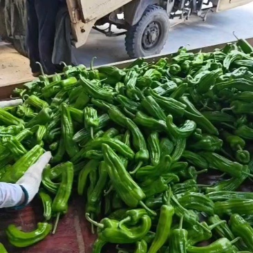 芜湖椒泡椒苏椒产地看货论价保质保量欢迎订购