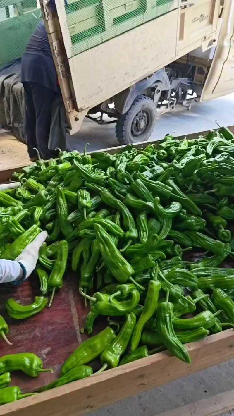 芜湖椒泡椒苏椒产地看货论价保质保量欢迎订购