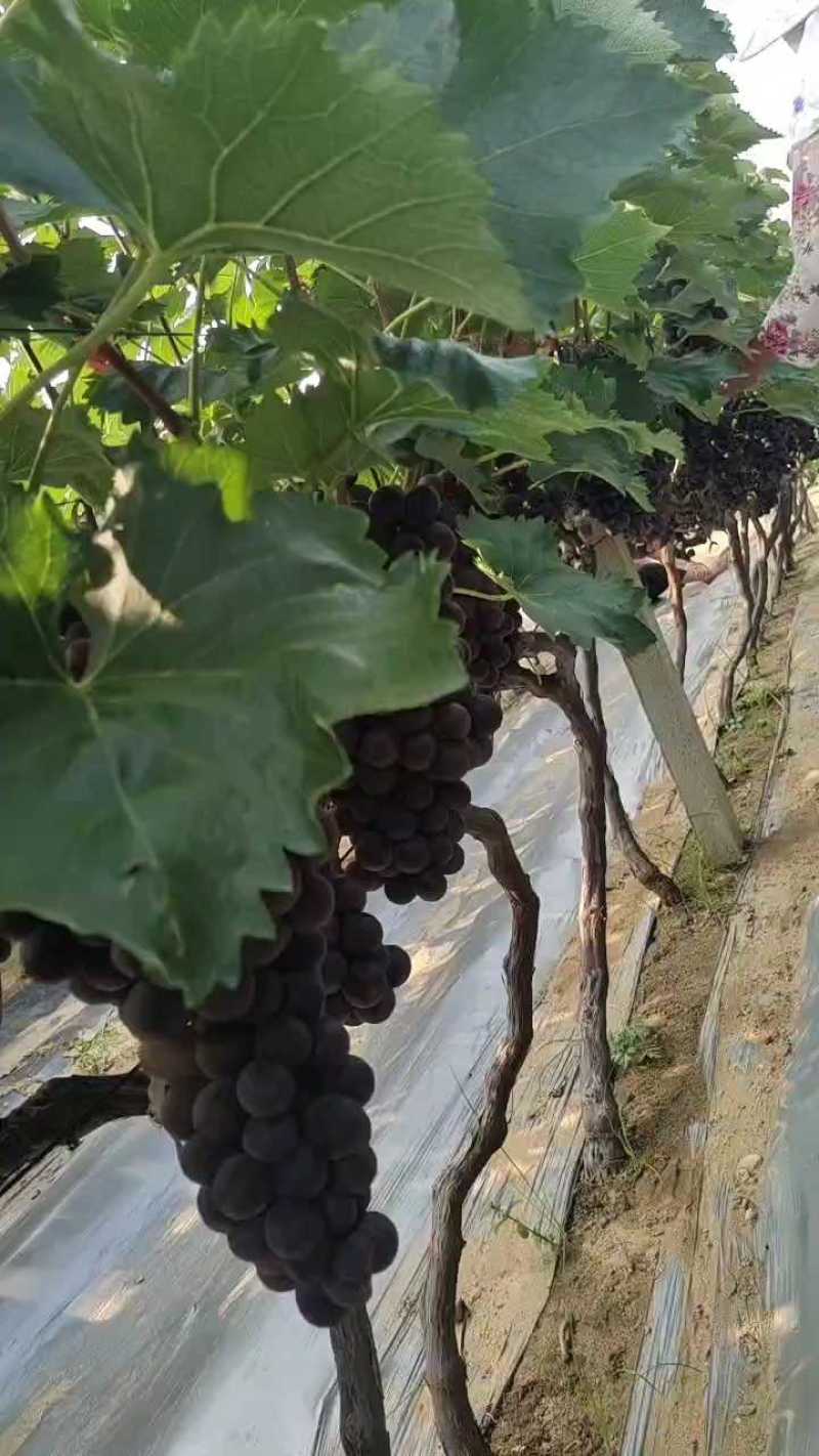 巨峰葡萄，平邑巨峰葡萄大量上市中，产地现摘口感甜，颜色黑