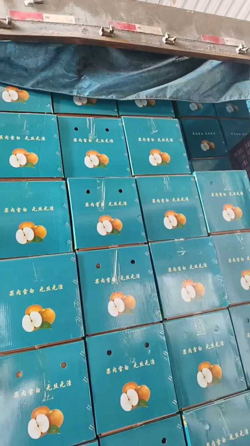 秋月梨，万亩产地直发，承接全国代收代发，万亩产地直发