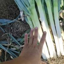 铁杆大葱，常年有货，大量供应，诚信经营。欢迎新老客户前来
