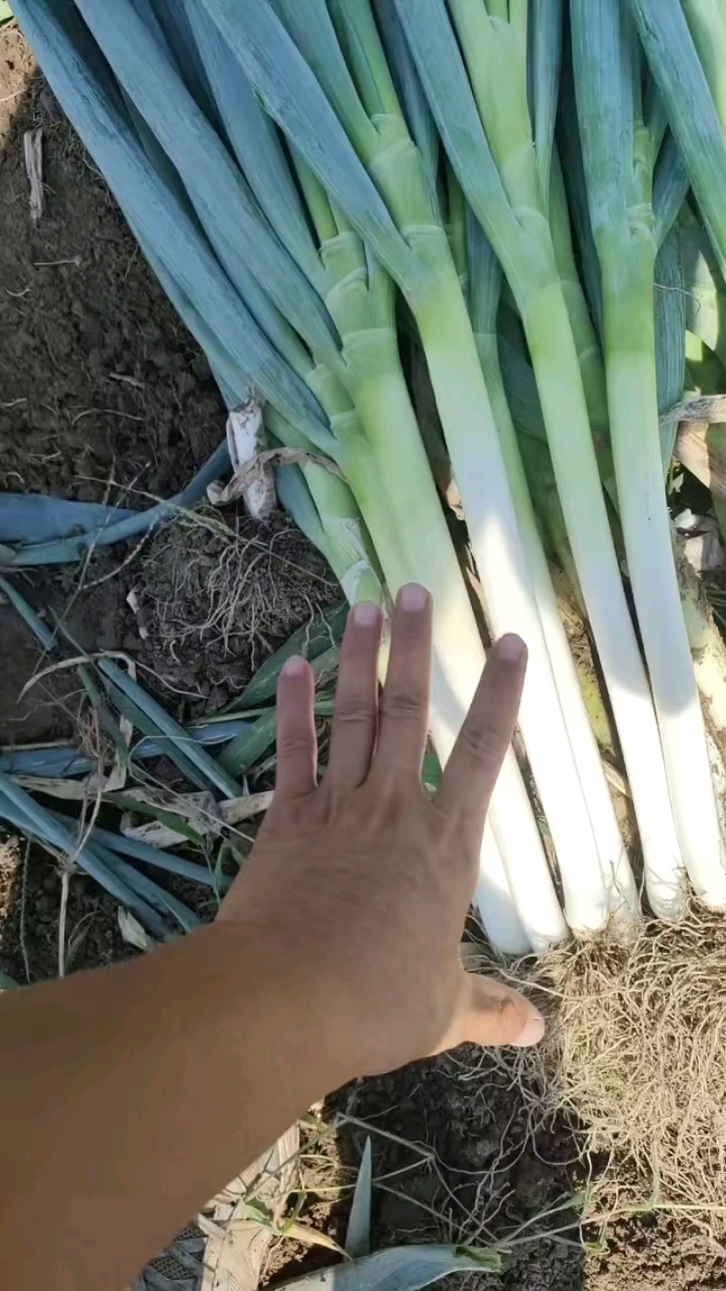 铁杆大葱，常年有货，大量供应，诚信经营。欢迎新老客户前来