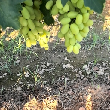 大荔县金蜜葡萄需要联系我价格不高！