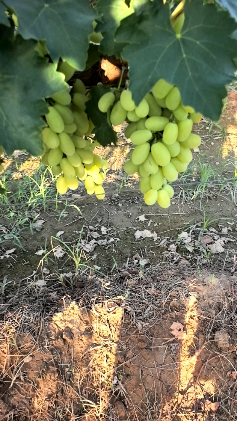 大荔县金蜜葡萄需要联系我价格不高！