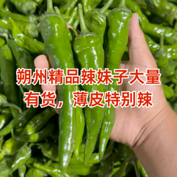 山西应县辣妹子鲜辣椒地头现发，欢迎全国客商来电咨询