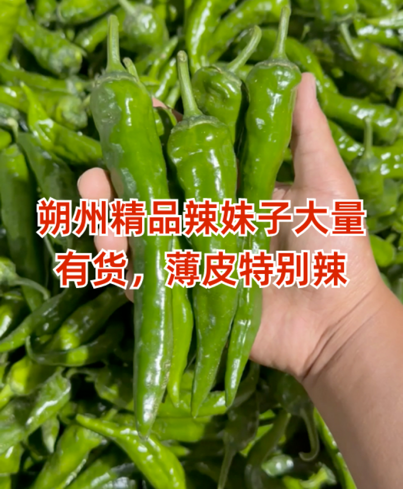 山西应县辣妹子鲜辣椒地头现发，欢迎全国客商来电咨询