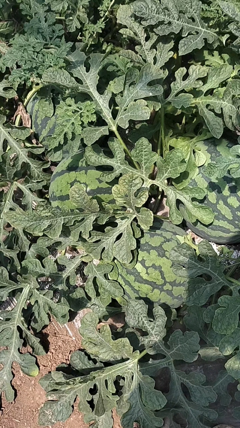 精品麒麟无籽西瓜保质保量糖度好欢迎老板来基地考察