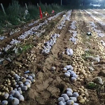 四两半中货，网套包装，质量多好