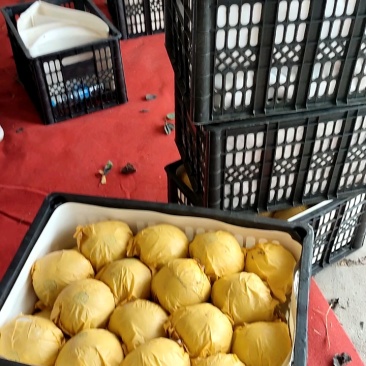 精品冠梨现采摘，全国代发保质保量