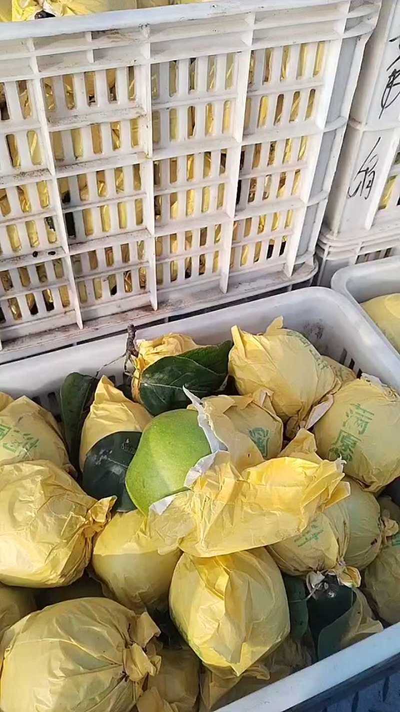 安微砀山，黄冠梨，翠玉，脆甜汁多肉厚园黄，保证质量需要联