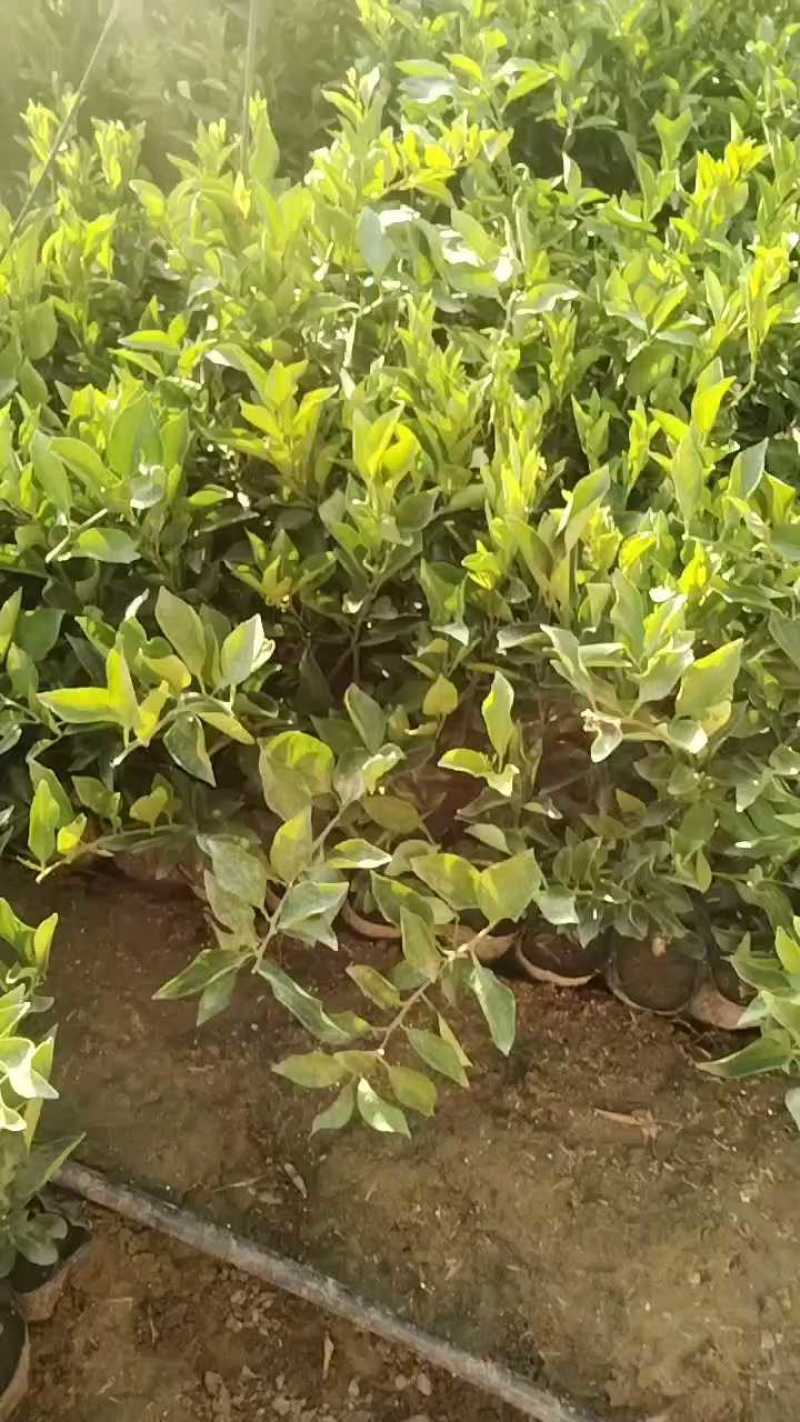 春见耙耙柑苗，自己果苗基地，大量有货，欢迎咨询考察