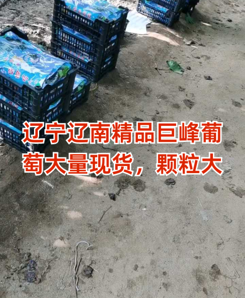 葡萄4元-5元/斤，通货4块好货5块，按斤卖