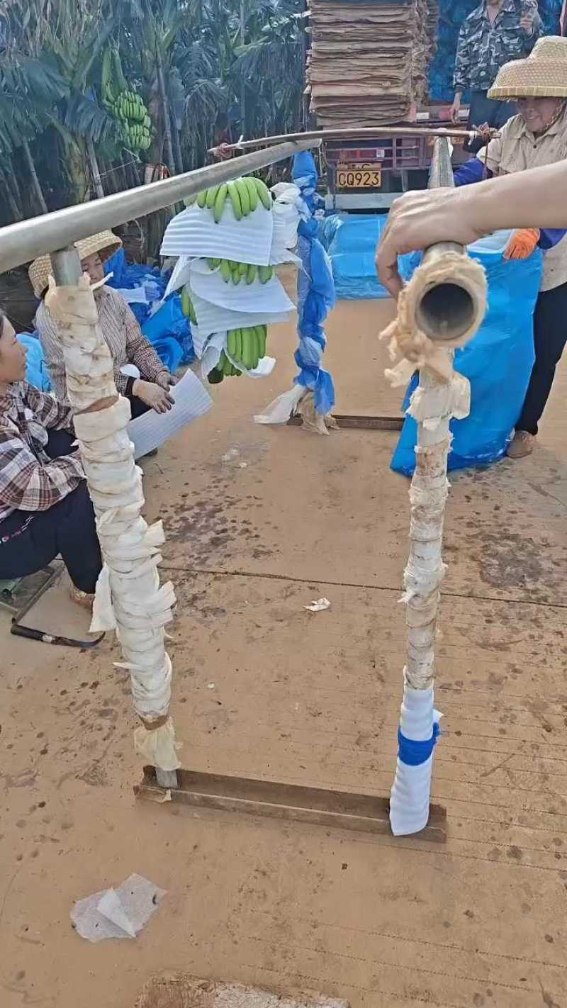 这个蕉不够肥不够大，这条我不要了