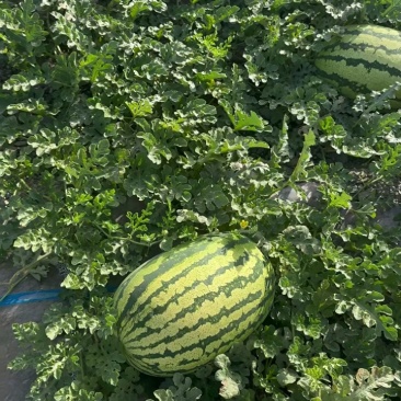 西瓜宁夏硒砂瓜瓜皮薄多汁现摘现发欢迎来电