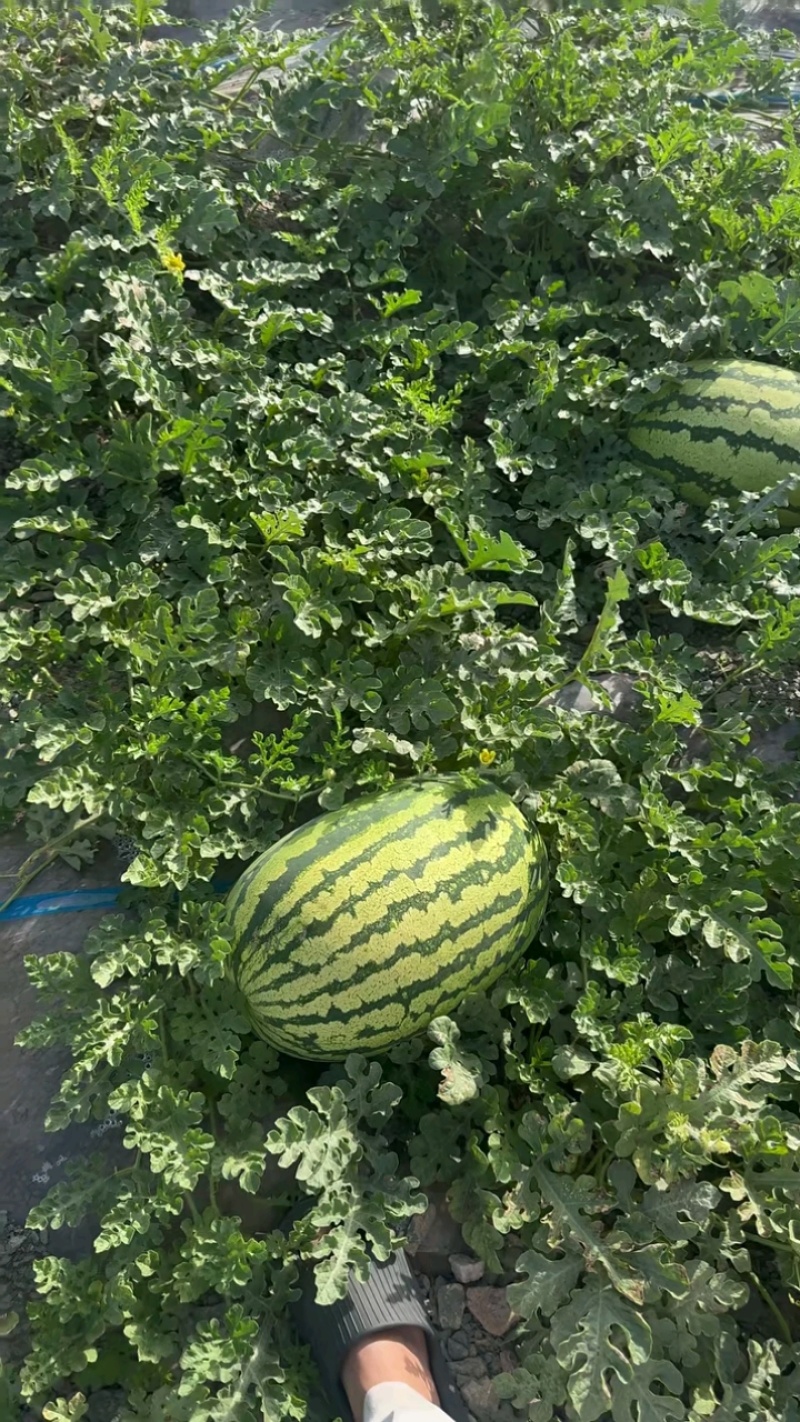 西瓜宁夏硒砂瓜瓜皮薄多汁现摘现发欢迎来电