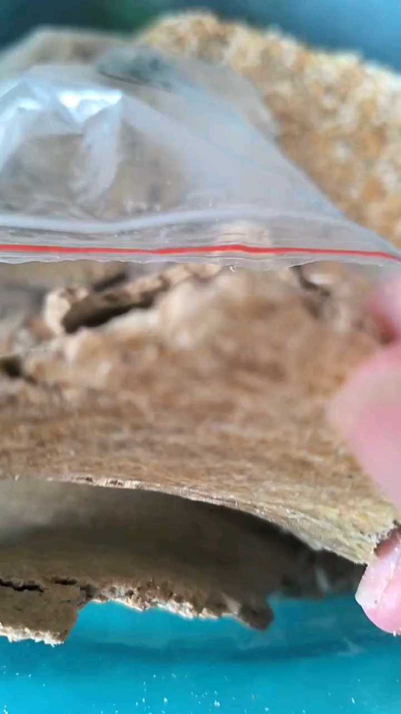 豆饼片状豆饼