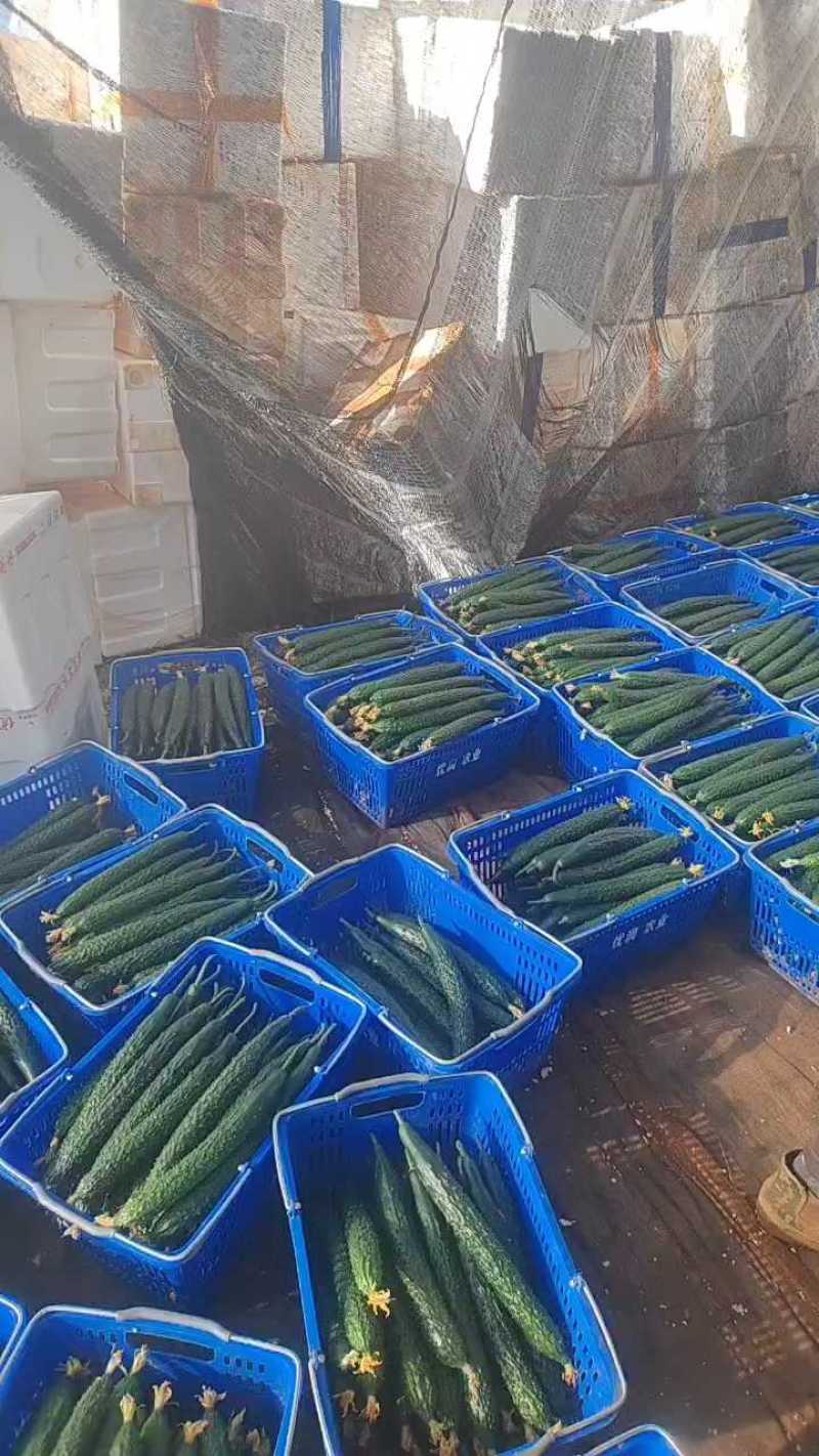 云南基地黄瓜市场超市实力发货通货精品