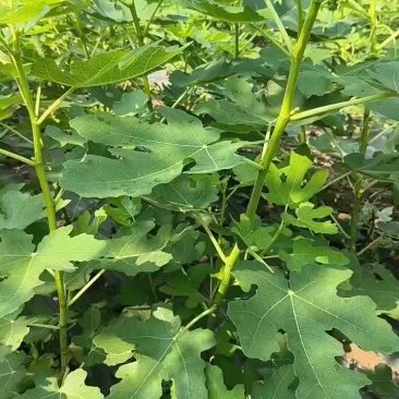 无花果苗根系发达粗度1公分以上久留米芭劳奈无花果苗