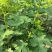 无花果苗根系发达粗度1公分以上久留米芭劳奈无花果苗