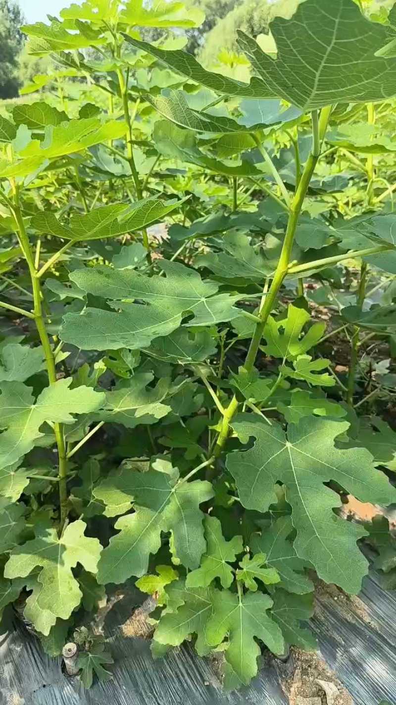 无花果苗根系发达粗度1公分以上久留米芭劳奈无花果苗