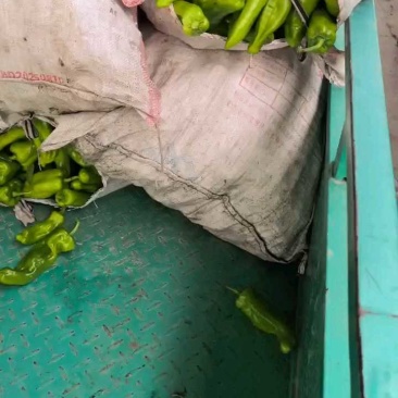 急售：鲜辣椒/辣椒/青椒/301辣椒/东台辣椒/东台青椒