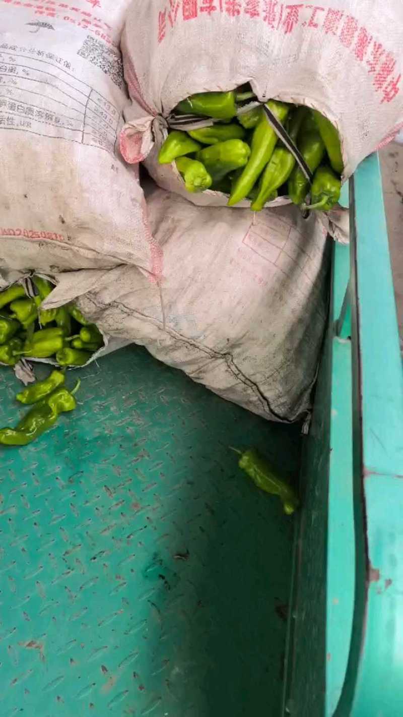 急售：鲜辣椒/辣椒/青椒/301辣椒/东台辣椒/东台青椒