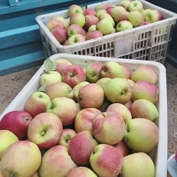 鲁丽苹果🍎精品苹果产地直发量大从优可对接全国电商市场商超