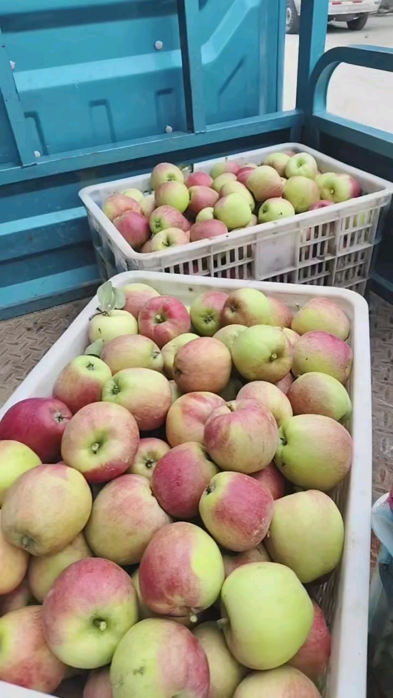 鲁丽苹果🍎精品苹果产地直发量大从优可对接全国电商市场商超