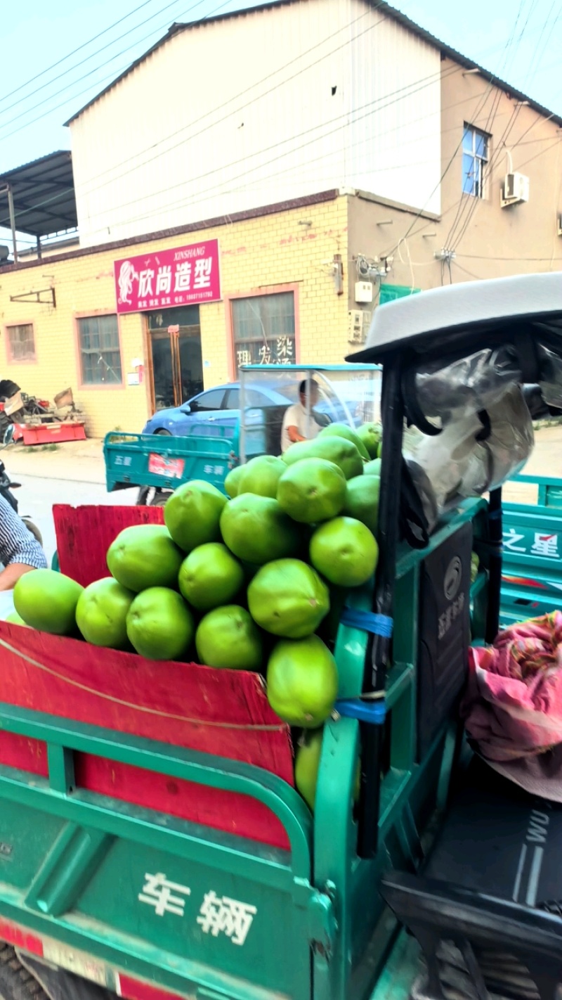 青茄子，产地直销，质量保证，品种齐全。全国代发，来电咨询