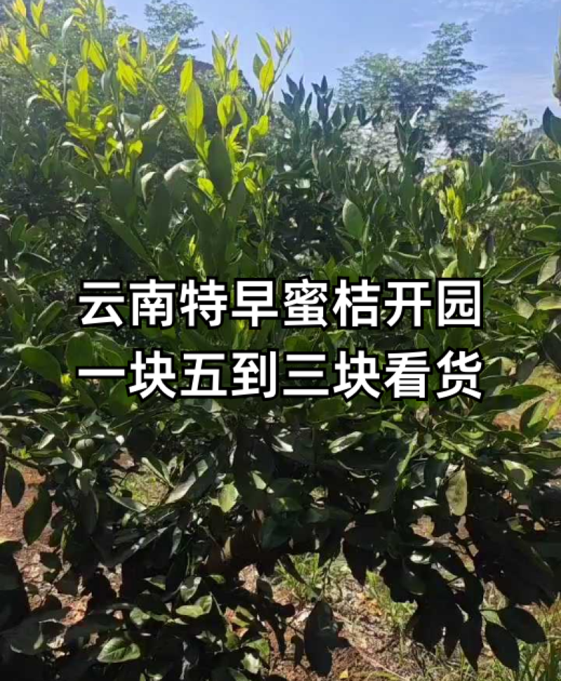 精品蜜橘，特早蜜橘叶果，丑橘基地批发看货采果价格优惠